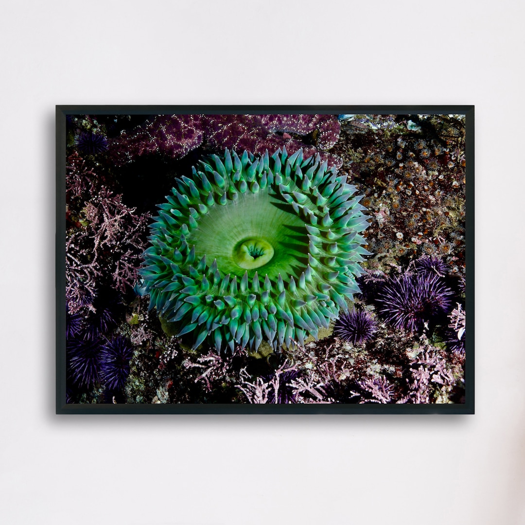 Green Surf Anemone, Underwater Photography Printable Poster, Minimalist ...