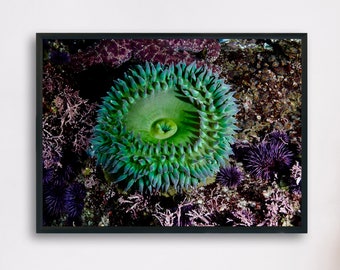 Grüne Surf Anemone, Unterwasser Fotografie druckbares Poster, minimalistische Kunst, digitaler Download