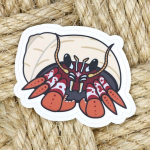 Vinyl Sticker - Black-eyed Hermit Crab - 3.75"