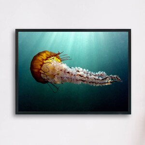 Sea Nettle Jellyfish, Underwater Photography Printable Poster, Minimalist Fine Art, Digital Download