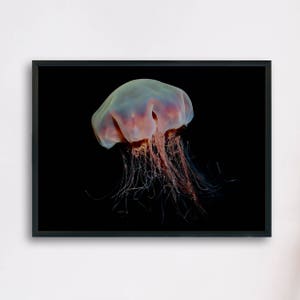 Lions mane Jellyfish, Underwater Photography Printable Poster, Minimalist Fine Art, Digital Download