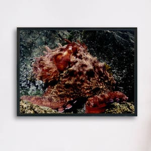 Giant Pacific Octopus, Underwater Photography Printable Poster, Minimalist Fine Art, Digital Download