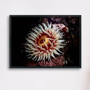 Sea anemone, Underwater Photography Printable Poster, Minimalist Fine Art, Digital Download