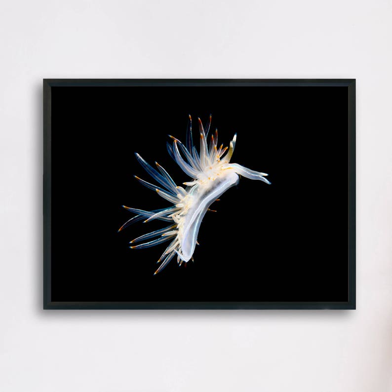 Digital Download Underwater Photography Printable Poster Minimalist Fine Art Nudibranch Seaslug