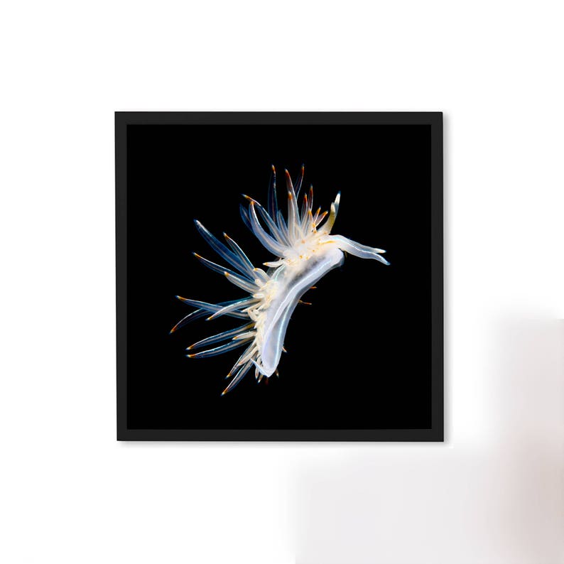 Digital Download Underwater Photography Printable Poster Minimalist Fine Art Nudibranch Seaslug