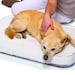 see more listings in the Pet beds section