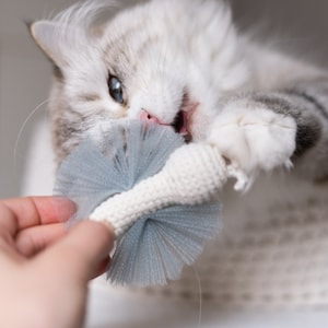 Butterfly cat toy, Catnip toy, valerian toy, rattle cat toy, tulle cat toy, cat accessories, best cat toys, cute cat toys, kitten toys