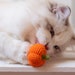 see more listings in the Cat toys section