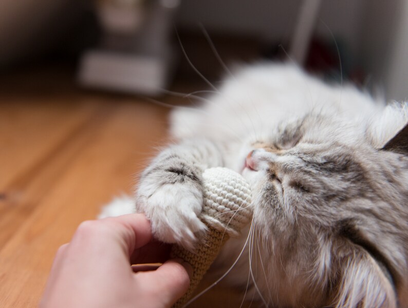 Puede incluir: Un gato esponjoso gris y blanco con los ojos cerrados est&aacute; jugando con un juguete de crochet blanco. El gato est&aacute; acostado en un suelo de madera.