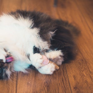 Puede incluir: Un gato blanco y negro con pelo largo yace en un suelo de madera. El gato se lame los labios y tiene un juguete rosa y marr&oacute;n en sus patas.