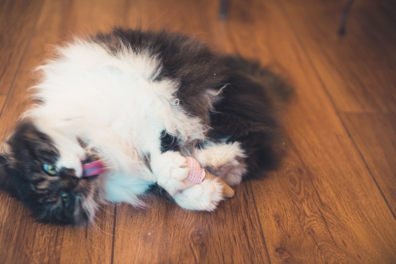 Puede incluir: Un gato blanco y negro con pelo largo yace en un suelo de madera. El gato se lame los labios y tiene un juguete rosa y marr&oacute;n en sus patas.