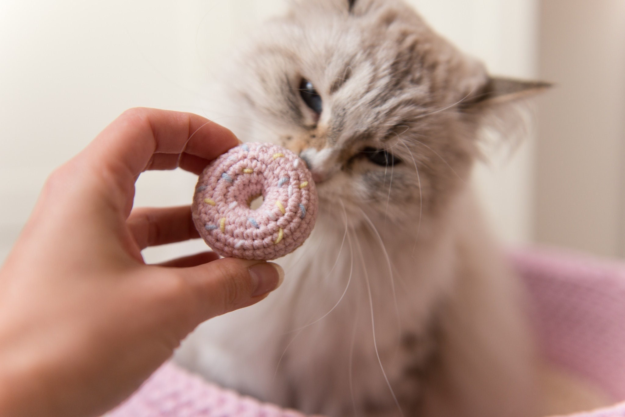 Pink Catnip Donut Best Cat Cute Cat Toys. Doughnut -