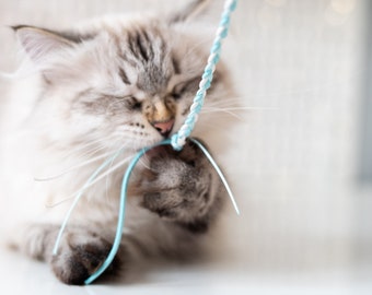 Può includere: Un gatto bianco e grigio soffice gioca con un giocattolo di corda blu e bianco. Il gatto sta mordendo la corda a bocca aperta e con la lingua di fuori.