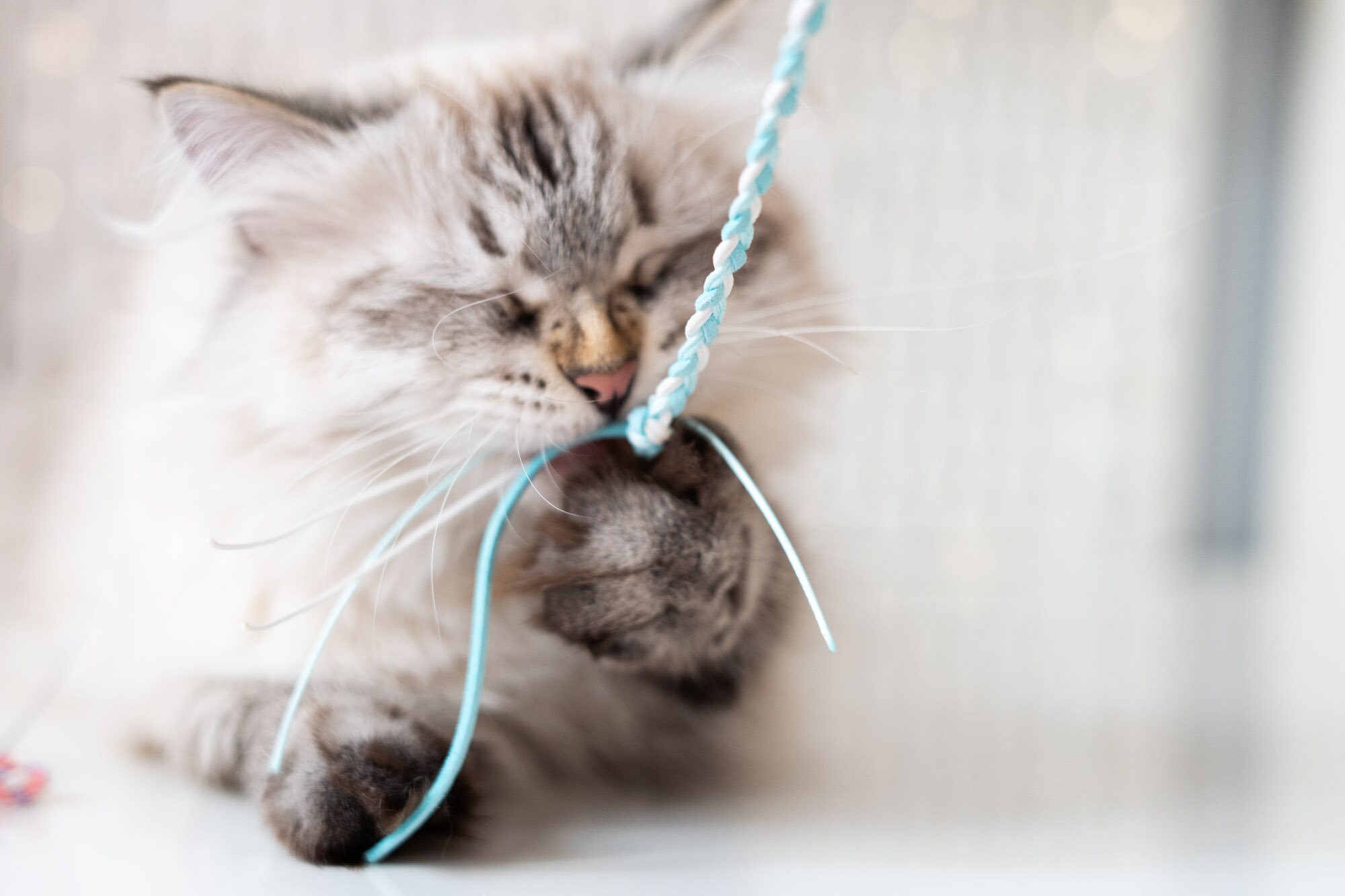 Buy String & Suede Cat Wand, Cat Fishing Pole, Cat Toy With Strings.  Quality Cat Toys. Cat Fishing Toy, Long Cat Toy, Cat Wands, String Cat Toy  Online in India 