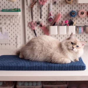 Peut inclure: Un chat blanc et moelleux aux yeux bleus est allongé sur un coussin en velours côtelé bleu. Le chat regarde directement la caméra. Le coussin est sur une table blanche.