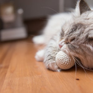 Puede incluir: Un gato blanco y gris esponjoso con los ojos cerrados est&aacute; jugando con un juguete de bola de crochet blanco. El gato est&aacute; acostado en un suelo de madera.