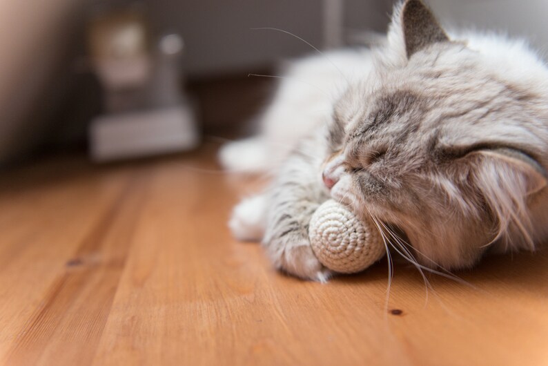 Puede incluir: Un gato blanco y gris esponjoso con los ojos cerrados est&aacute; jugando con un juguete de bola de crochet blanco. El gato est&aacute; acostado en un suelo de madera.