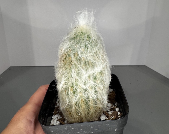 Old Man Cactus I Cephalocereus senillis I Fully Rooted, Columnar Type Cactus - Exact Plant (0398)