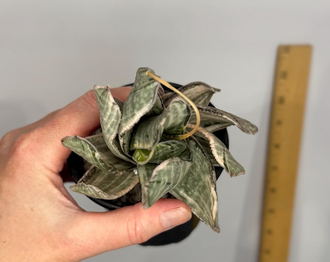 Gasteria 'Sakura Fuji' variegata - Exact Plant in 4.5 inch pot (D0291)