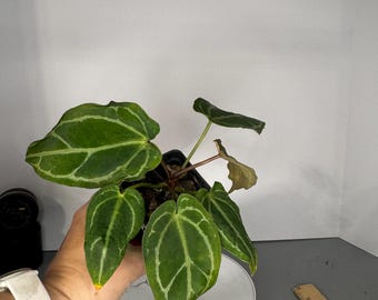 Anthurium Tim Anderson Crystal Mag/Tim's Black x self - Exact Plant (0327)