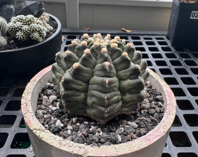 Gymnocalycium mihanovichii cv. ‘Kikko’ inermis
