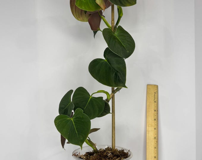Philodendron Lupinum - Exact Plant (D0187)
