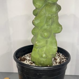 Totem Pole Cactus (Lophocereus schottii f. monstrosus) - Exact Plant Pictured