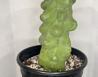Totem Pole Cactus (Lophocereus schottii f. monstrosus) - Exact Plant Pictured