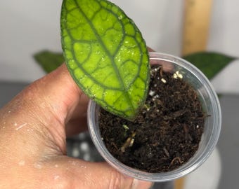 Hoya finlaysonii 'Fully Rooted' - Exact Plant/s