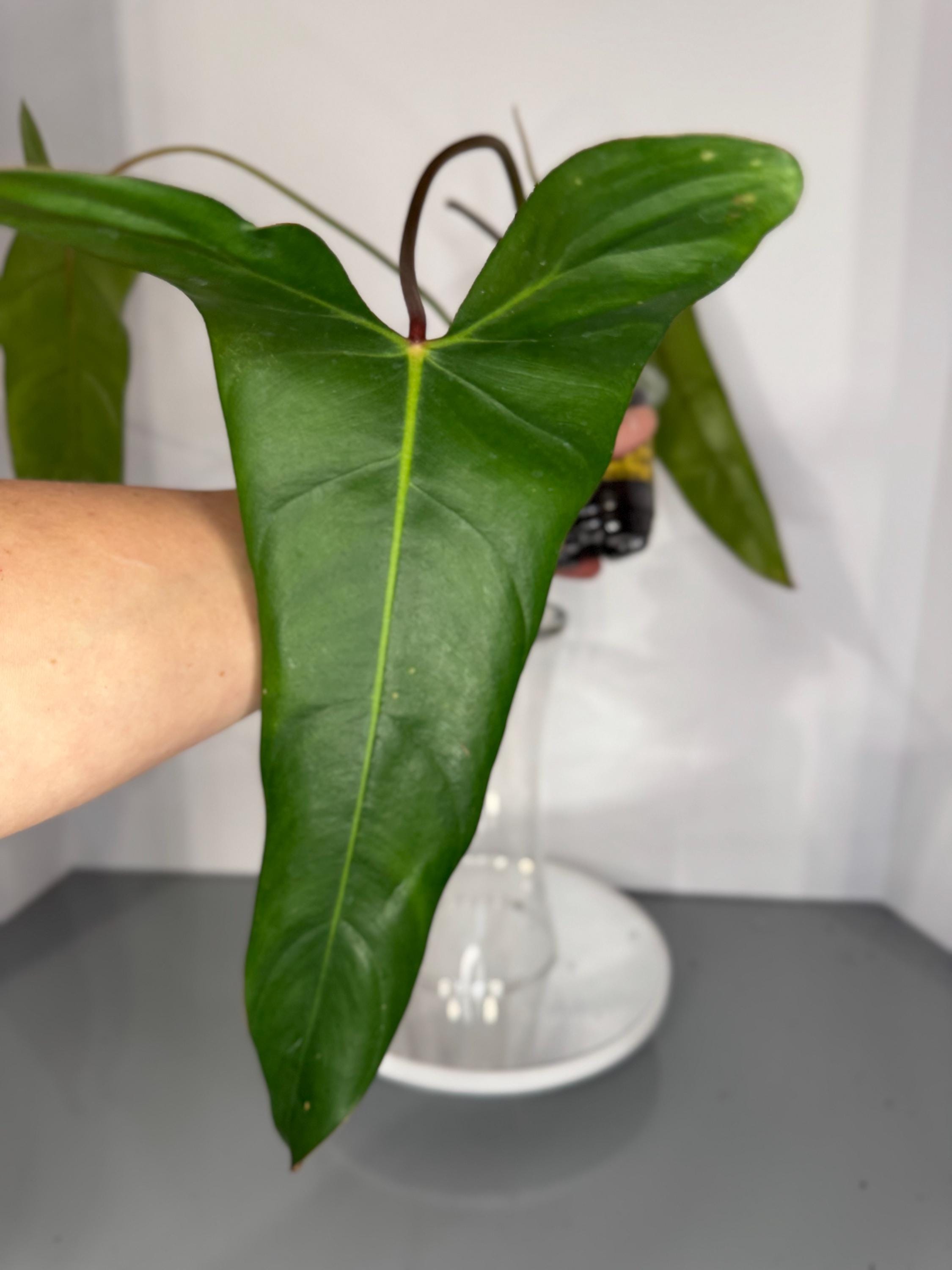 Philodendron Pangui Sunset - Pianta esatta (D0323) - Etsy Italia