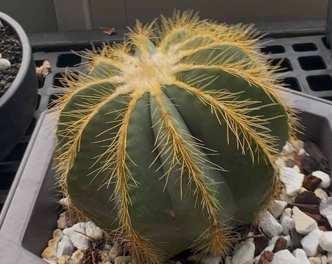 Parodia magnifica (Hot Air Balloon Cactus) – Old Specimen - Exact Plant in 10 inch pot