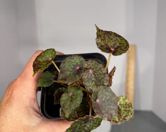 Begonia Red Planet - Exact Plant (D0373)