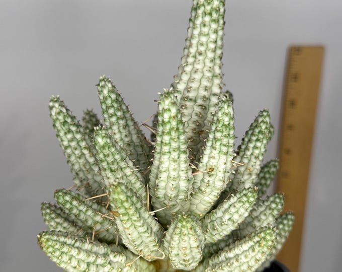 Variegated Euphorbia mammillaris 'Corn Cob Cactus' - Exact Plant in 4.5 inch pot (D0287)