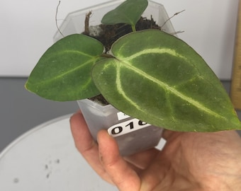 Anthurium Carlablackie (D0161) - Exact Plant