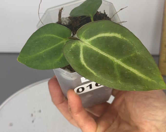 Anthurium Carlablackie (D0161) - Exact Plant