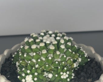 Mammillaria bucareliensis ‘Erasuma’ – Fluffy Form (Japanese Cultivar) - Exact Plant