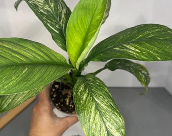 Spathiphyllum ‘Sensation Mint’ – Rare Peace Lily Variegated Giant - Exact Plant (0356)