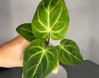 Anthurium Crystal Turtle - Exact Plant (0415)