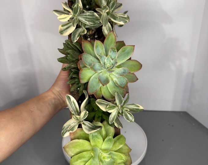 Succulent Centerpiece - Exact Plant/s with wooden vessel!