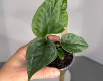Anthurium Luxurians x Radicans - Exact Plant