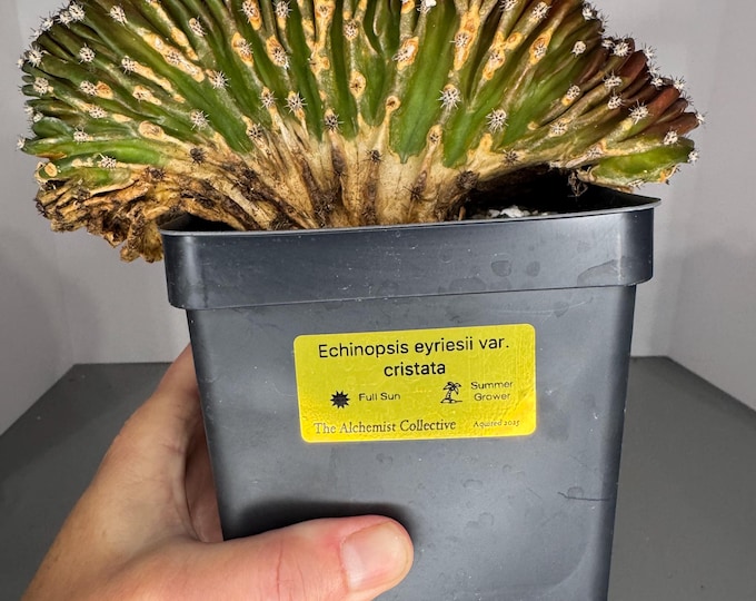 Echinopsis eyriesii f. cristata variegata cactus - Exact Plant (0390) - Mature Specimen/Collector Plant