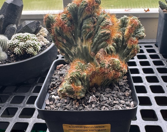 Cereus peruvianus monstrose - Exact Plant in 4.5 inch pot
