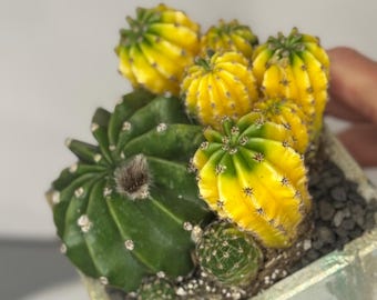 Echinopsis Variegata – Specimen Size Cactus in Custom Concrete Pot | Rare Collectible | Exact Plant