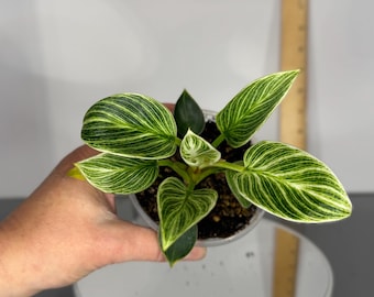 Philodendron Birkin - Exact Plant (D304)