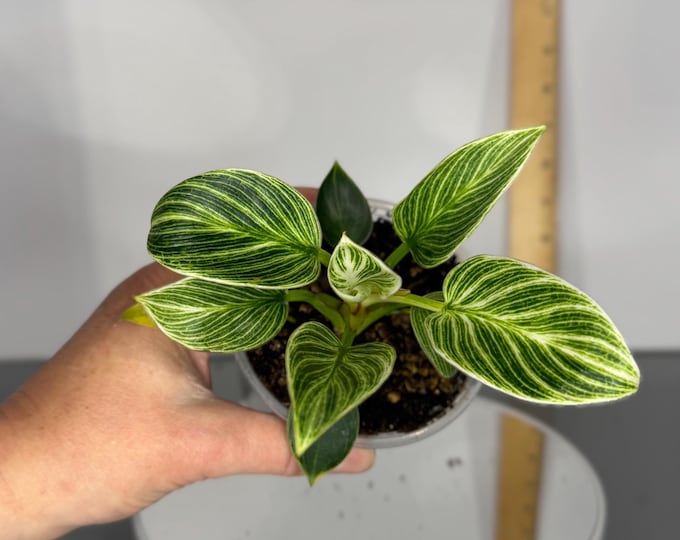 Philodendron Birkin - Exact Plant (D304)