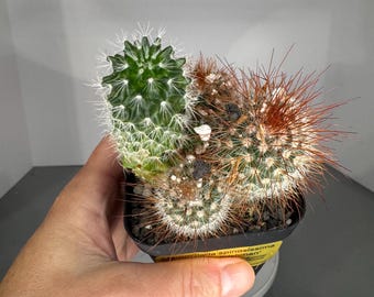 Mammillaria spinosissima variegata (Irishman) - Exact Plant (0380)