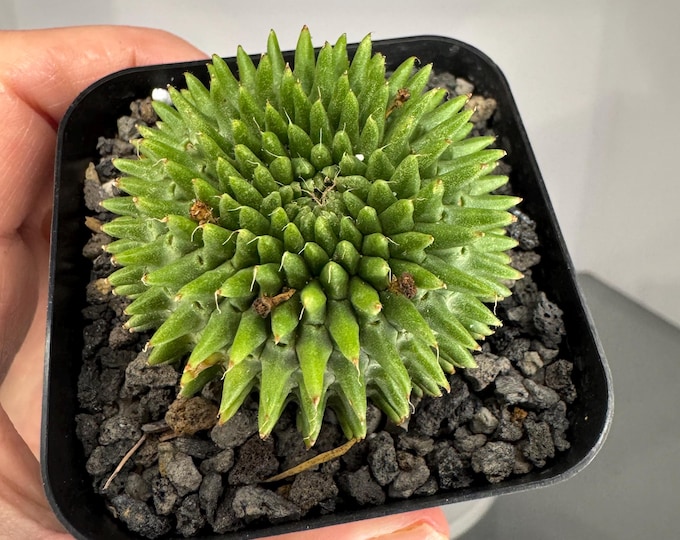 Euphorbia susannae- Exact Plant (0381)