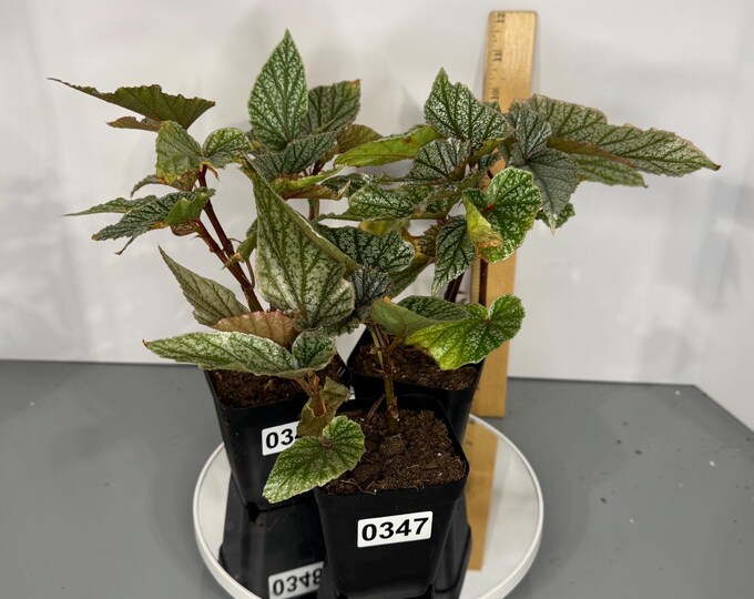 Begonia Snow Capped - G0346, G0347, G0348