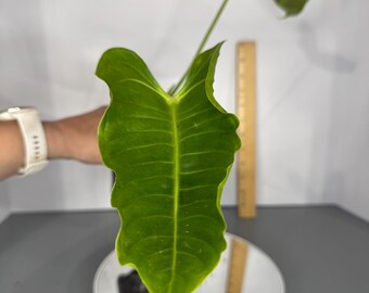 Anthurium Veitchii Narrow- Exact Plant (D0310)