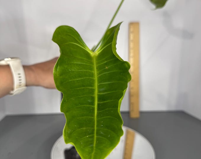 Anthurium Veitchii Narrow- Exact Plant (D0310)